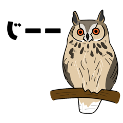 [LINEスタンプ] 野鳥コメント