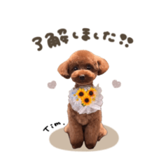 [LINEスタンプ] ティムくん☆スタンダード