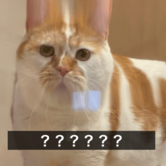[LINEスタンプ] デカCAT