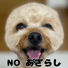 [LINEスタンプ] クマプーの茶々 2