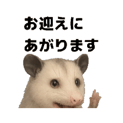 [LINEスタンプ] ポッサムのつぶやきpart②