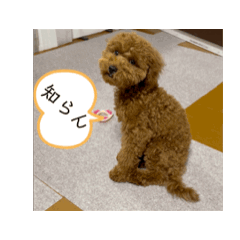 [LINEスタンプ] ケンちん家の愛犬モナカ動画スタンプ 