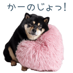[LINEスタンプ] 毎日使える実写彼氏しば犬【面白い】