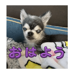 [LINEスタンプ] ニカ16歳