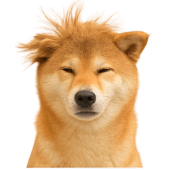 [LINEスタンプ] 【面白い】返信に便利な柴犬＠日常会話
