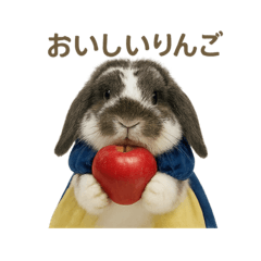 [LINEスタンプ] うさンプ:mochi（4コマ童話）