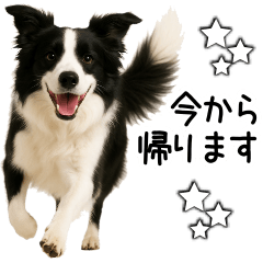 [LINEスタンプ] ボーダーコリー★毎日使える！家族連絡