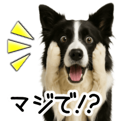 [LINEスタンプ] ボーダーコリー★毎日必ず使う返信スタンプ