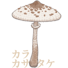 [LINEスタンプ] きのこただ生やす(文字無し)