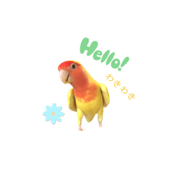 [LINEスタンプ] コザクラインコ♡日常使えるスタンプ♡