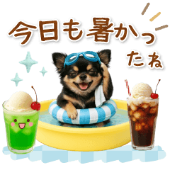 [LINEスタンプ] ▶動く癒し黒チワワの「夏」の毎日