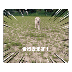 [LINEスタンプ] ピレゴルのラナ 