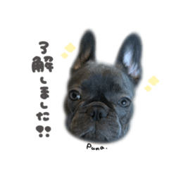 [LINEスタンプ] ぷなちゃん♡茶々丸くんBIGface