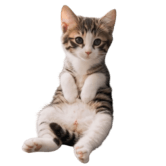 [LINEスタンプ] 猫のおこげ①