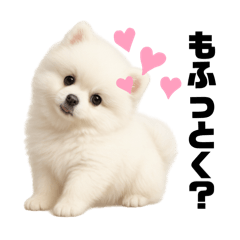 [LINEスタンプ] もふもふは世界を救う（白ポメ）