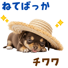 [LINEスタンプ] チワワの子犬☆毎日つかえるスタンプ