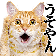 [LINEスタンプ] 関西弁にゃんとも！猫ミーム