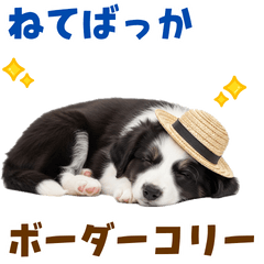 [LINEスタンプ] 毎日使える♪ボーダーコリー子犬スタンプ