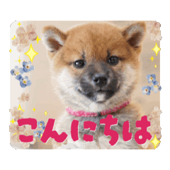 [LINEスタンプ] どかわいい！柴犬もみじスタンプ fetchpriority=high