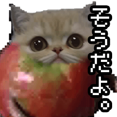 [LINEスタンプ] 猫ミーム【りんご猫】シン