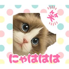 [LINEスタンプ] 『ラグドール』のスタンプ
