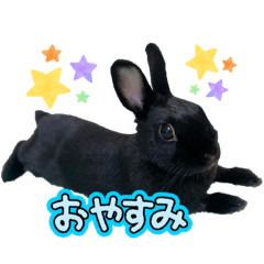 [LINEスタンプ] うさぎのコナン家 黒葉スタンプ