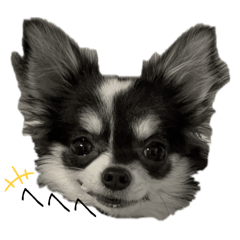 [LINEスタンプ] チワワのむぎちゃんのスタンプ