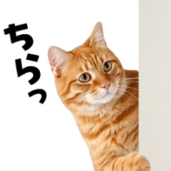 [LINEスタンプ] 動くっ！かわいい猫写真のアニメスタンプ2