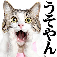 [LINEスタンプ] 関西弁おかん猫。にゃんとも！ミーム