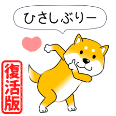[LINEスタンプ] 激しく尻尾をふる柴犬【復活版】