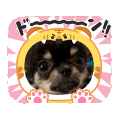 [LINEスタンプ] もか・きなこ・しょこら・あずき 