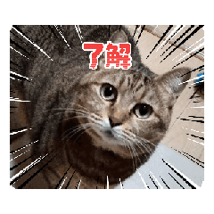 [LINEスタンプ] ネコ三重県モモちゃん 