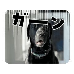 [LINEスタンプ] 黒ラブむんちゃん5 