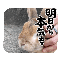 [LINEスタンプ] うさぎのコナン家 コナンの動くスタンプ