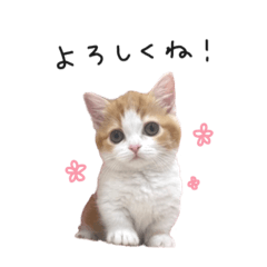 [LINEスタンプ] ちっちです◎