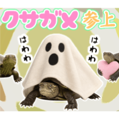 [LINEスタンプ] クサガメ参上！