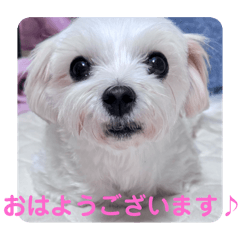 [LINEスタンプ] めりる20250831