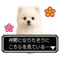 [LINEスタンプ] もふもふクエスト（犬たちの冒険）