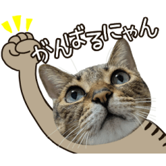 [LINEスタンプ] 動く猫のすたんぷ。。。2
