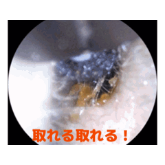[LINEスタンプ] 耳の冒険（ウェットタイプ）