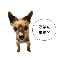 [LINEスタンプ] アイドル犬ロールのスタンプ⭐️