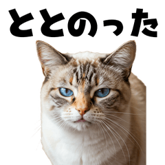 [LINEスタンプ] サウナ行きたい猫