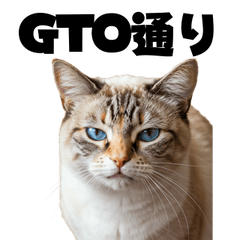 [LINEスタンプ] ポーカー好きの猫