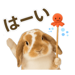 [LINEスタンプ] うさンプ:kinako（日常）