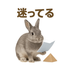 [LINEスタンプ] うさンプ:mowchan（日常）