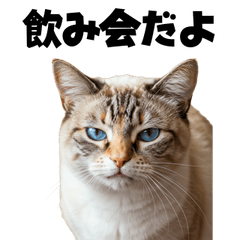 [LINEスタンプ] 飲みたい猫
