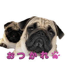 [LINEスタンプ] パグ3匹わんぱく兄妹