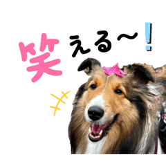[LINEスタンプ] シェルティのエル 日常スタンプ