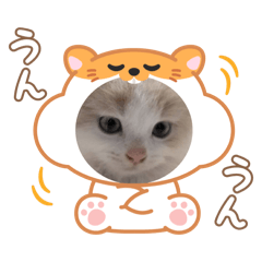 [LINEスタンプ] ねこねこワンダーランド☆