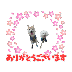 [LINEスタンプ] まめぽんの挨拶あつめました 